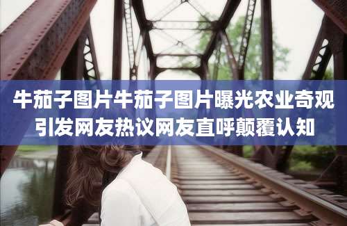 牛茄子图片牛茄子图片曝光农业奇观引发网友热议网友直呼颠覆认知