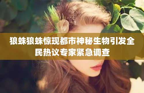 狼蛛狼蛛惊现都市神秘生物引发全民热议专家紧急调查