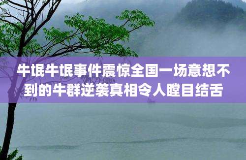 牛氓牛氓事件震惊全国一场意想不到的牛群逆袭真相令人瞠目结舌