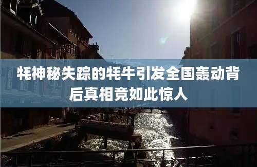 牦神秘失踪的牦牛引发全国轰动背后真相竟如此惊人