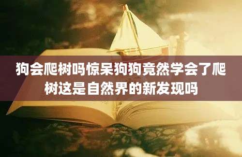 狗会爬树吗惊呆狗狗竟然学会了爬树这是自然界的新发现吗