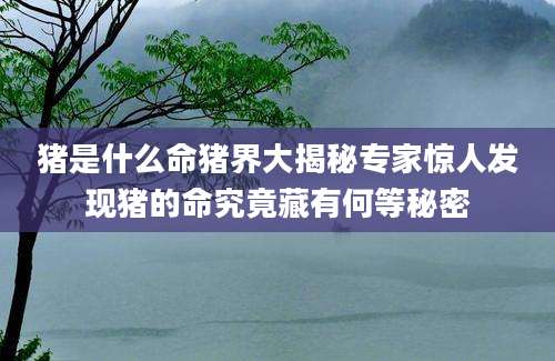 猪是什么命猪界大揭秘专家惊人发现猪的命究竟藏有何等秘密