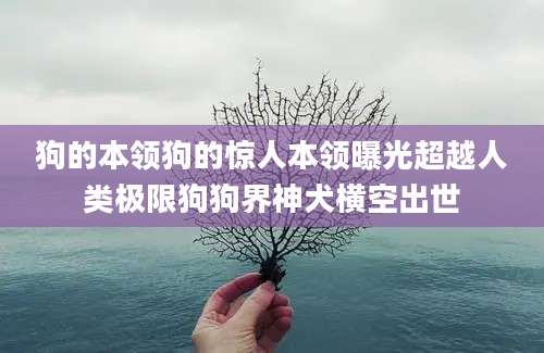 狗的本领狗的惊人本领曝光超越人类极限狗狗界神犬横空出世