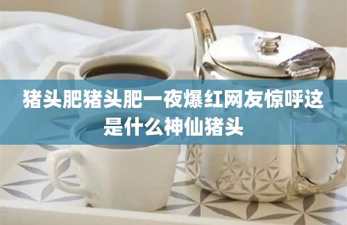 猪头肥猪头肥一夜爆红网友惊呼这是什么神仙猪头