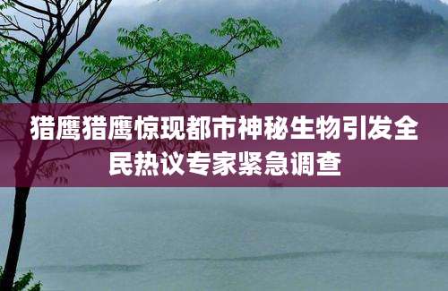 猎鹰猎鹰惊现都市神秘生物引发全民热议专家紧急调查