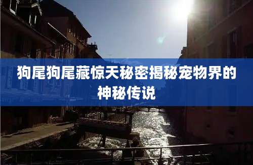 狗尾狗尾藏惊天秘密揭秘宠物界的神秘传说