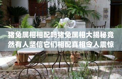 猪兔属相相配吗猪兔属相大揭秘竟然有人坚信它们相配真相令人震惊