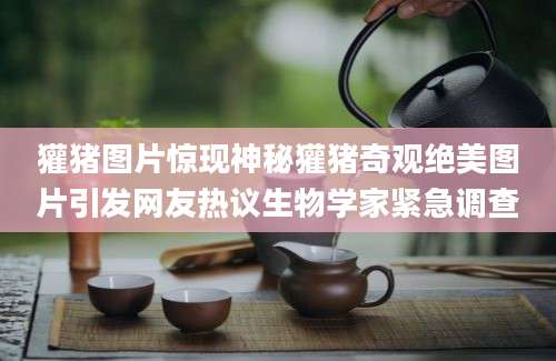 獾猪图片惊现神秘獾猪奇观绝美图片引发网友热议生物学家紧急调查