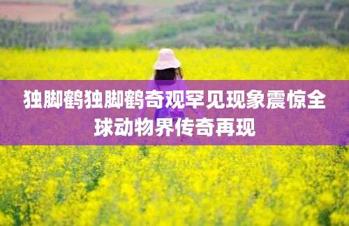 独脚鹤独脚鹤奇观罕见现象震惊全球动物界传奇再现