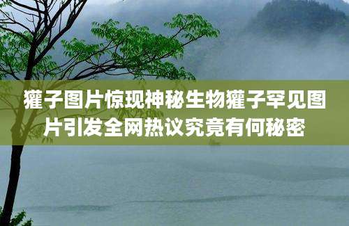 獾子图片惊现神秘生物獾子罕见图片引发全网热议究竟有何秘密