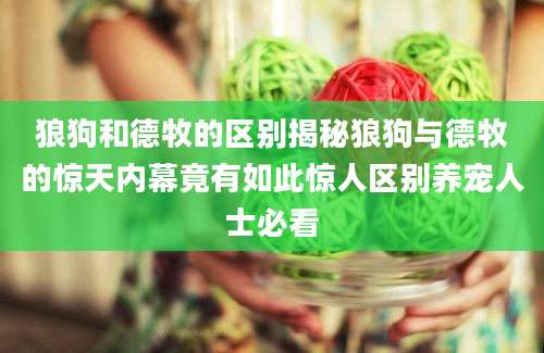 狼狗和德牧的区别揭秘狼狗与德牧的惊天内幕竟有如此惊人区别养宠人士必看
