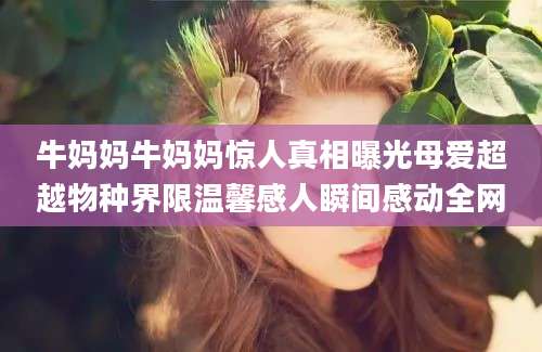 牛妈妈牛妈妈惊人真相曝光母爱超越物种界限温馨感人瞬间感动全网