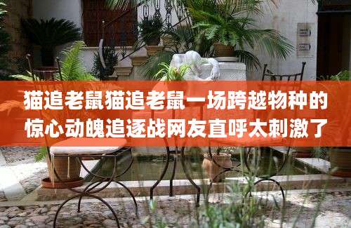 猫追老鼠猫追老鼠一场跨越物种的惊心动魄追逐战网友直呼太刺激了