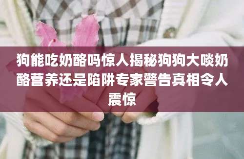 狗能吃奶酪吗惊人揭秘狗狗大啖奶酪营养还是陷阱专家警告真相令人震惊