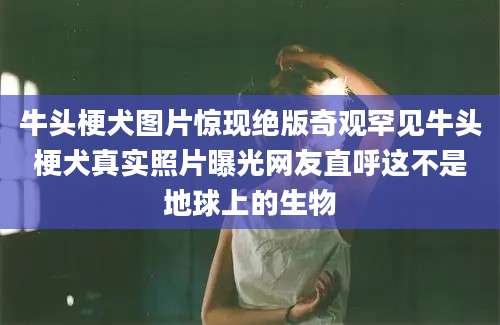 牛头梗犬图片惊现绝版奇观罕见牛头梗犬真实照片曝光网友直呼这不是地球上的生物