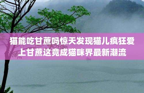猫能吃甘蔗吗惊天发现猫儿疯狂爱上甘蔗这竟成猫咪界最新潮流