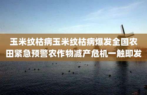 玉米纹枯病玉米纹枯病爆发全国农田紧急预警农作物减产危机一触即发