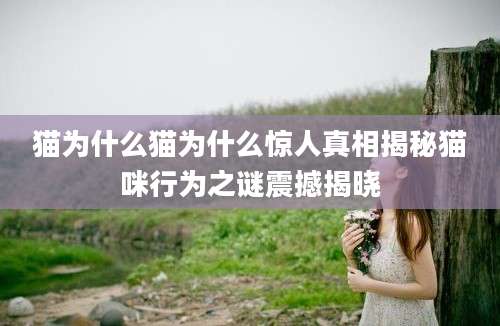 猫为什么猫为什么惊人真相揭秘猫咪行为之谜震撼揭晓