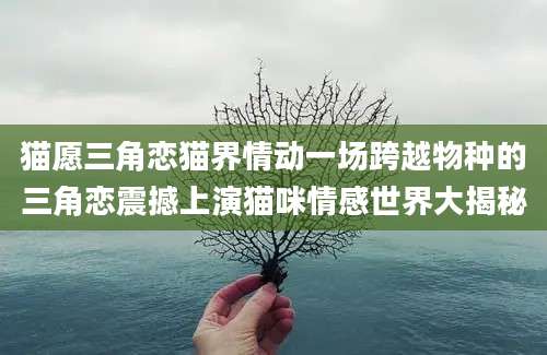 猫愿三角恋猫界情动一场跨越物种的三角恋震撼上演猫咪情感世界大揭秘