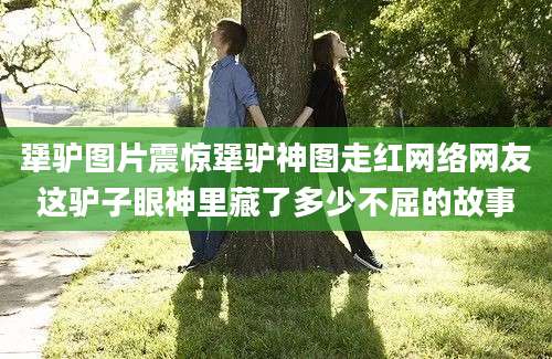 犟驴图片震惊犟驴神图走红网络网友这驴子眼神里藏了多少不屈的故事