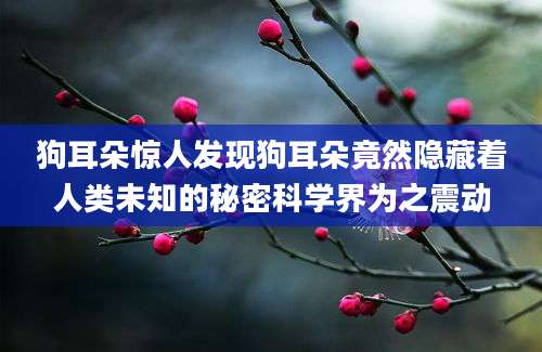 狗耳朵惊人发现狗耳朵竟然隐藏着人类未知的秘密科学界为之震动