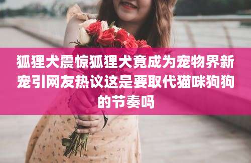 狐狸犬震惊狐狸犬竟成为宠物界新宠引网友热议这是要取代猫咪狗狗的节奏吗