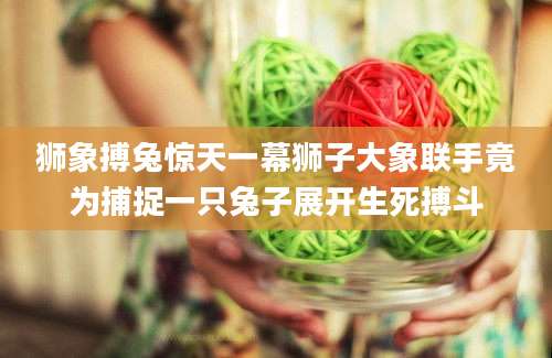 狮象搏兔惊天一幕狮子大象联手竟为捕捉一只兔子展开生死搏斗