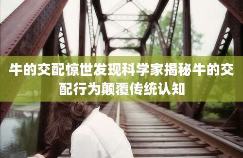 牛的交配惊世发现科学家揭秘牛的交配行为颠覆传统认知