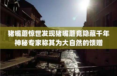 猪嘴蘑惊世发现猪嘴蘑竟隐藏千年神秘专家称其为大自然的馈赠