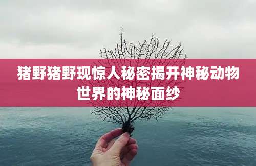 猪野猪野现惊人秘密揭开神秘动物世界的神秘面纱
