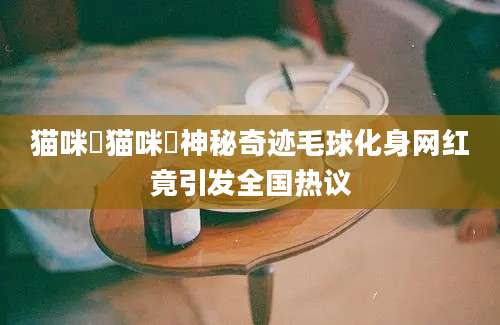 猫咪玥猫咪玥神秘奇迹毛球化身网红竟引发全国热议