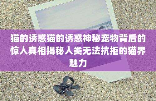 猫的诱惑猫的诱惑神秘宠物背后的惊人真相揭秘人类无法抗拒的猫界魅力