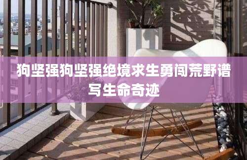 狗坚强狗坚强绝境求生勇闯荒野谱写生命奇迹